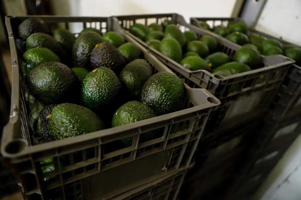 US suspends avocado inspections in Mexican state, potentially disrupting fruit’s export from top producing region