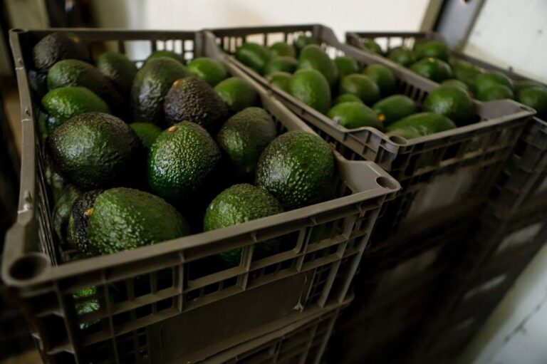 US suspends avocado inspections in Mexican state, potentially disrupting fruit’s export from top producing region