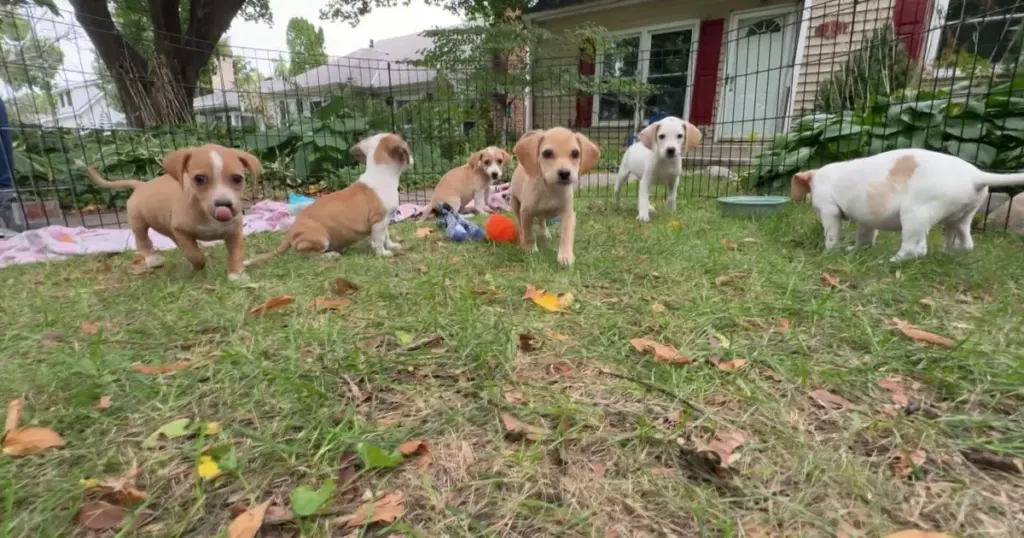Minnesota animal rescue takes in puppies found abandoned on Kentucky mountainside