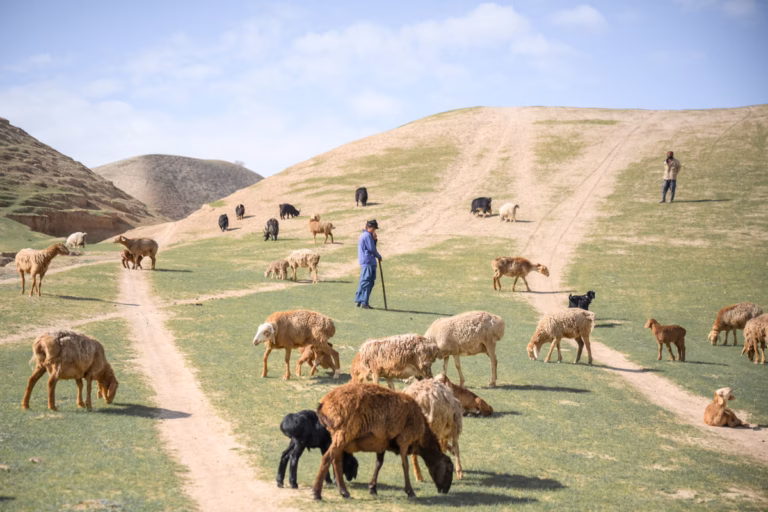 Afghan Families Driven to Sell Young Daughters Amid Drought
