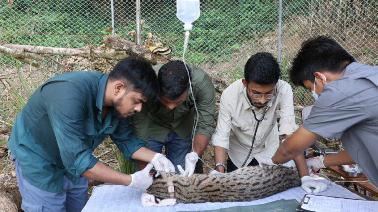 Rehabilitated fishing cat released into wild with satellite collar
